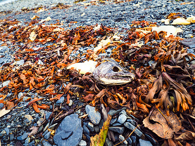 布满海草的石头海边搁浅死鱼烂虾背景