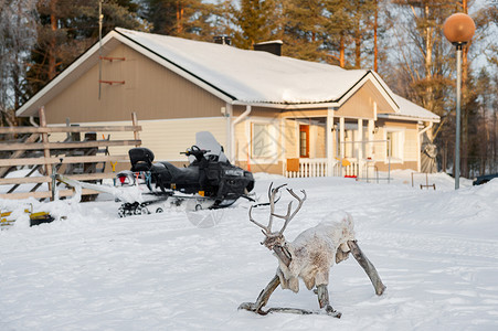 芬兰家庭小院中的麋鹿摇椅和雪地摩托背景图片