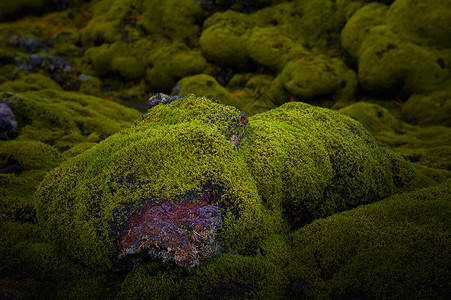 冰岛地衣冰岛火山岩地质植被背景