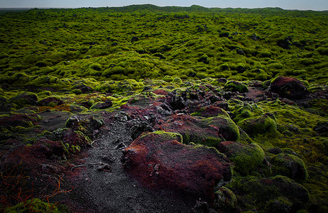 冰岛地衣冰岛火山岩地质植被背景