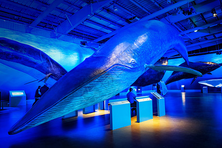 冰岛雷克雅未克鲸鱼博物馆背景