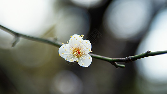 梅花白梅花开花白高清图片