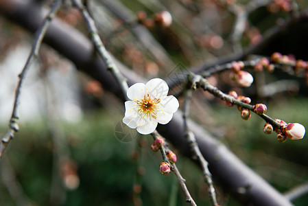 梅花花朵白梅花图片素材