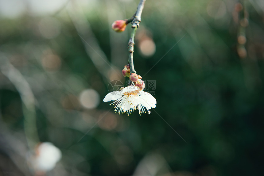 梅花图片