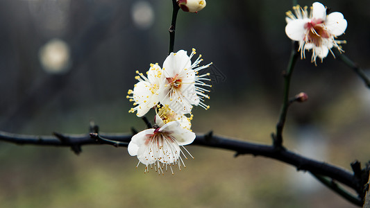 梅花冬日白梅花图片素材