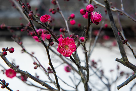 梅花图片