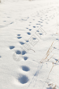 雪地里的脚印背景图片