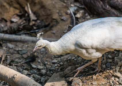 白孔雀野生动物高清图片素材