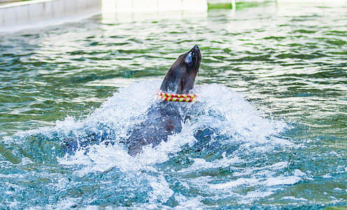 水中的海狮海豹玩具高清图片