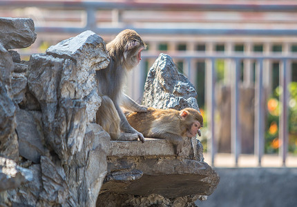 猕猴猴子山塞勒姆高清图片