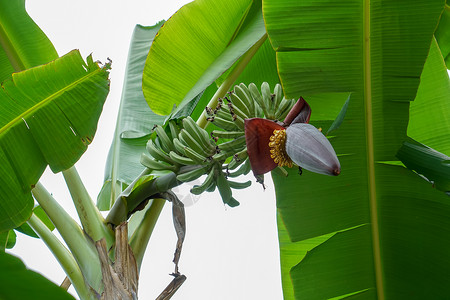 芭蕉树背景图片