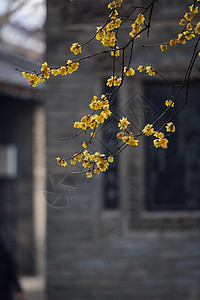 西安大兴善寺梅花背景图片