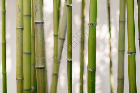 安静禅意的竹林背景图片