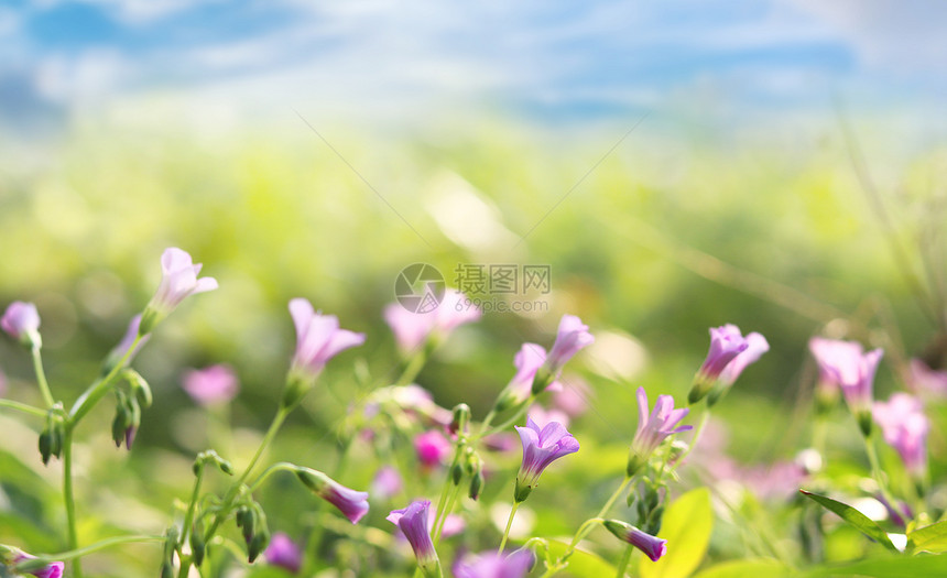 春天的野花图片