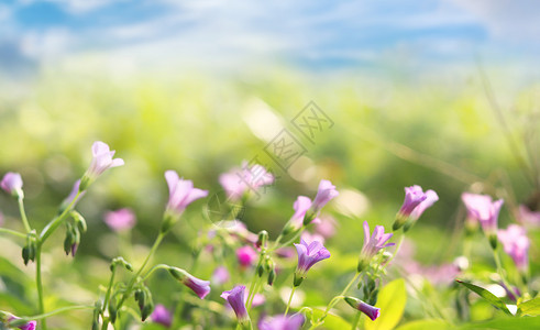 紫色花朵植物春天的野花设计图片