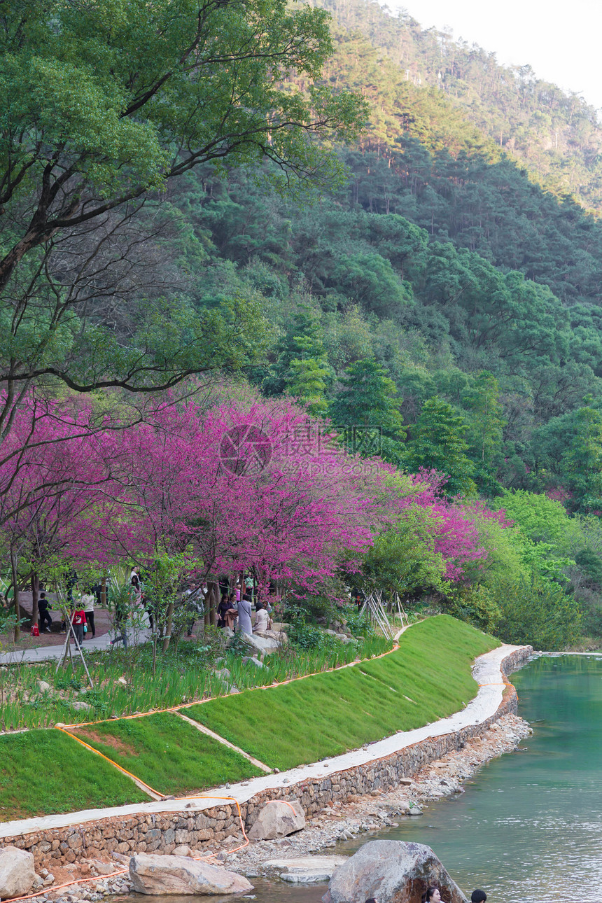 福州樱花园图片