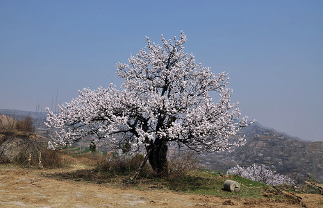 杏花树背景图片