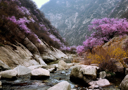 山桃花盛开桃花潭水高清图片