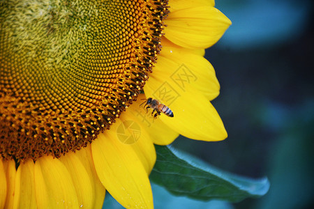 在向日葵上的蜜蜂绿色高清图片素材
