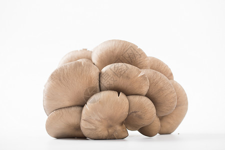 菌类平菇背景图片
