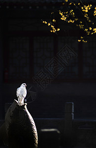 黄腊梅花禅意寺庙背景