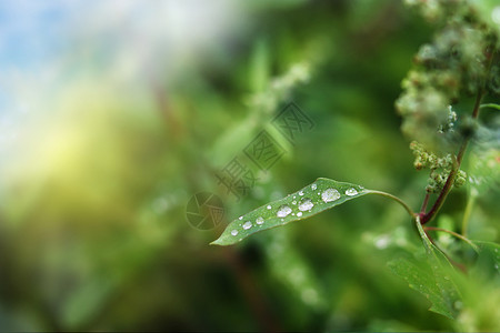 植物雨水春天露珠设计图片