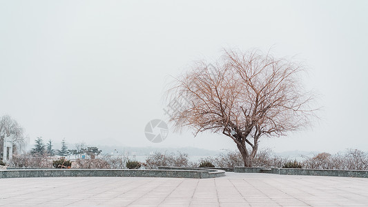 冬季枯树雪野湖莱芜高清图片