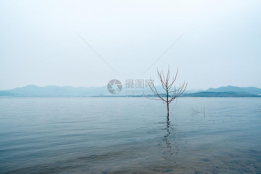 湖边的枯树图片