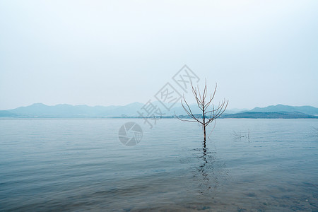 湖边的枯树旅行莱芜高清图片