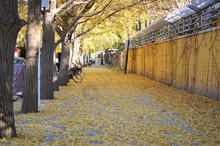 北京秋季银杏树图片