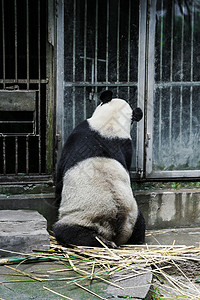 熊猫的背影图片