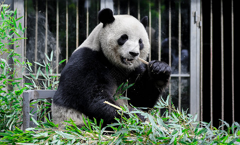 熊猫拿着竹子熊猫吃竹子背景