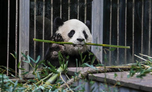 熊猫抱着竹子熊猫背景