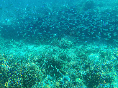 深浅海底风光鱼群背景