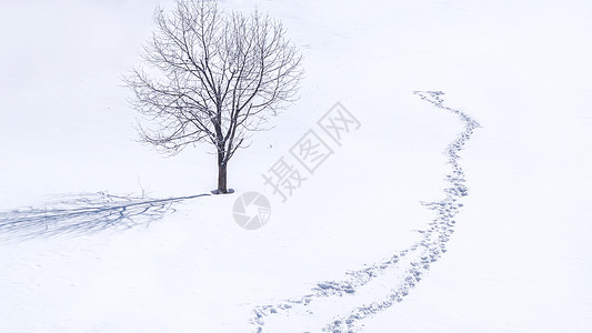 雪乡雪景孤独的树图片