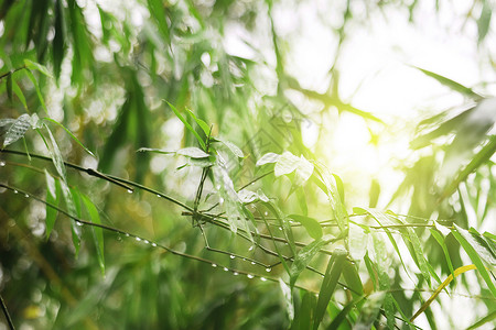 雨后阳光竹叶与水滴高清图片