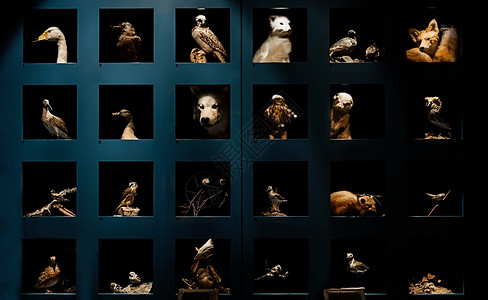 自然博物馆北极圈动物标本图片