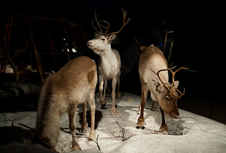 芬兰驯鹿芬兰洛瓦涅米北极圈自然博物馆内的驯鹿标本背景