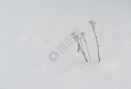 雪地里的枯草图片