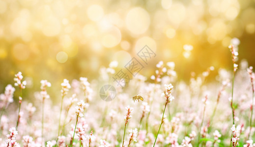 草粉色春天花朵设计图片