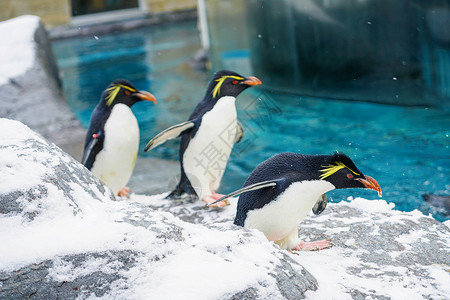 不开心的企鹅北海道旭川动物园企鹅背景