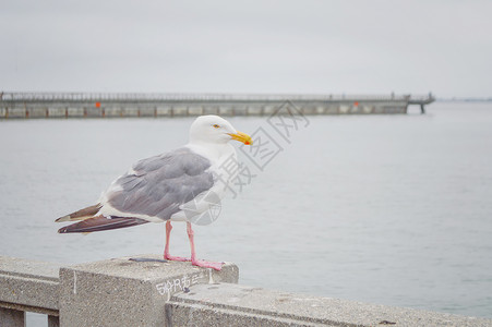美国旧金山海鸥高清图片