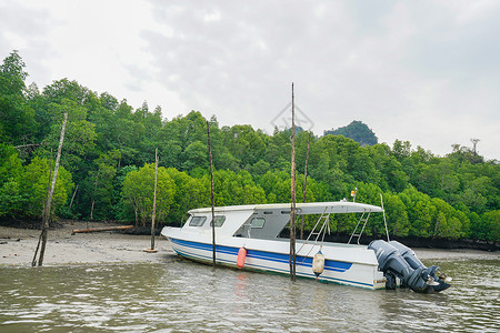 红树林游船马来西亚兰卡威红树林背景