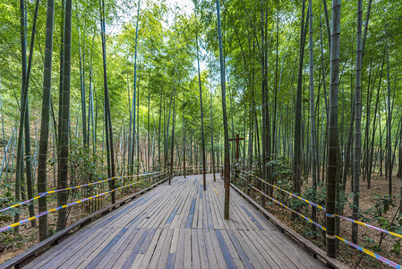 江苏南山竹海风光图片