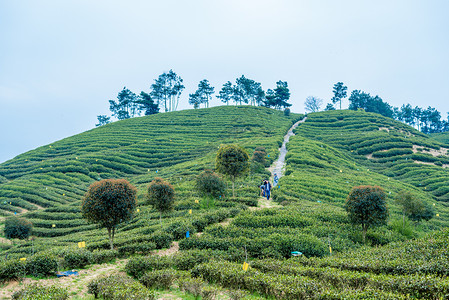 常州天目湖江苏天目湖茶园背景