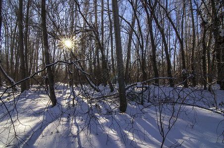 新疆冬季雪景树林背景图片