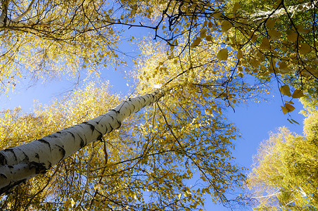 新疆白桦林秋景图片