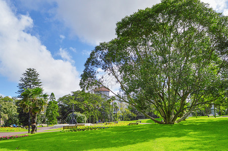 北岛新西兰奥克兰公园风光背景