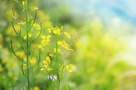 春节油菜花图片