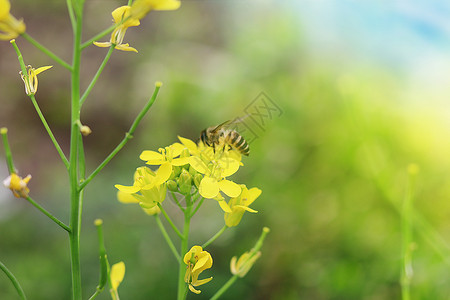 蜜蜂与花儿油菜花与蜜蜂设计图片